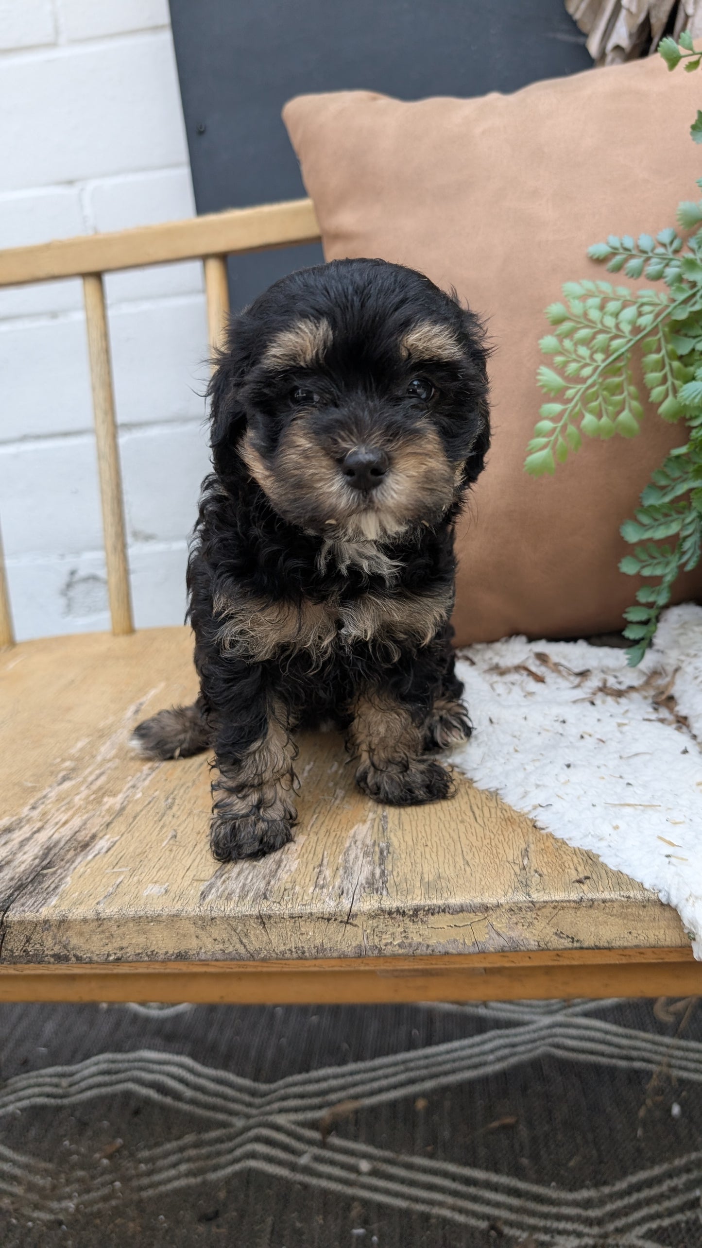 HAVAPOO (05/24) FEMALE