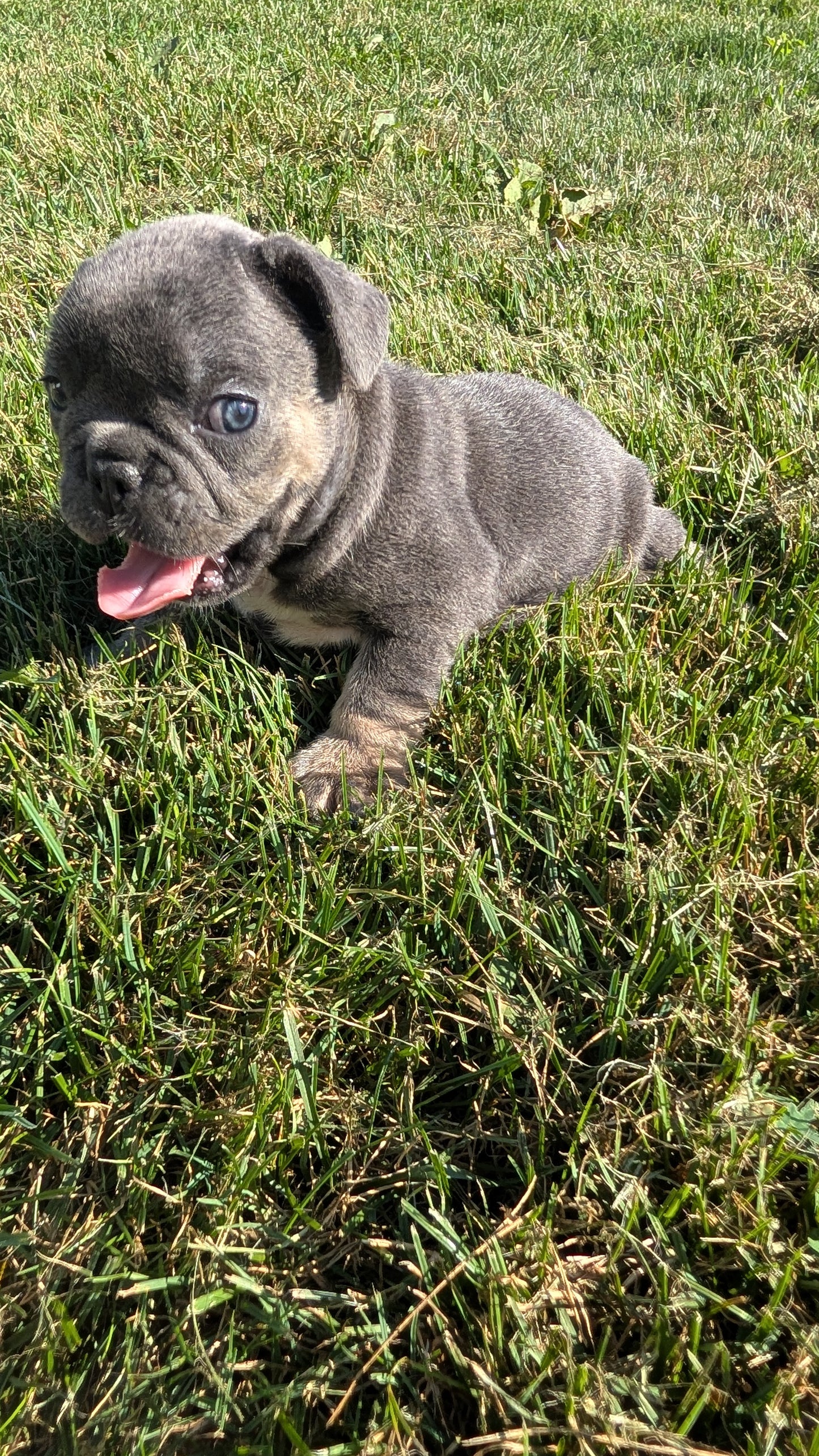 FRENCH BULLDOG (07/03) MALE