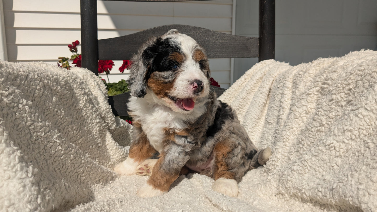 BERNEDOODLE (07/15) FEMALE
