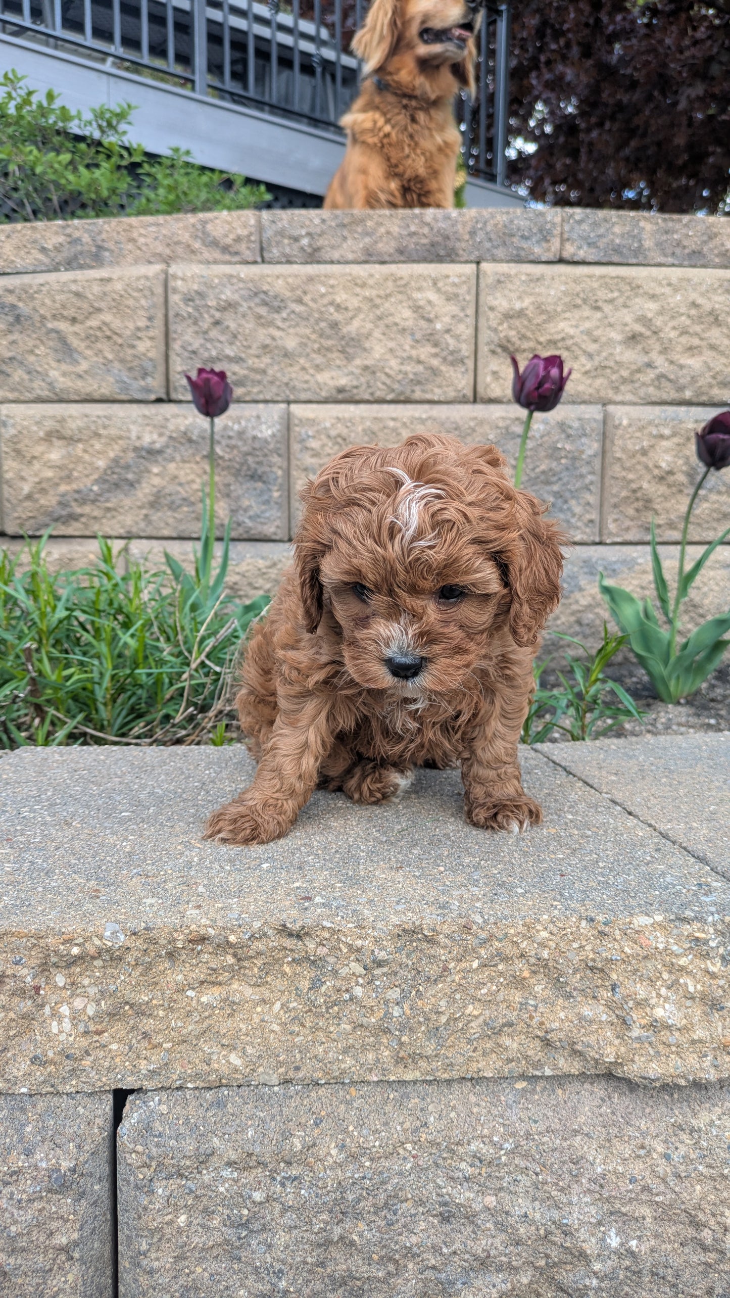 CAVAPOO (03/24) FEMALE