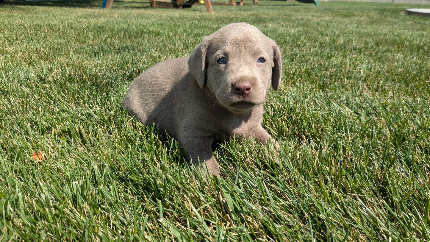 LABRADOR RETRIEVER (08/01) FEMALE