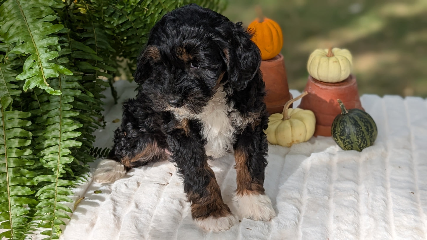 MINI BERNEDOODLE (08/06) FEMALE