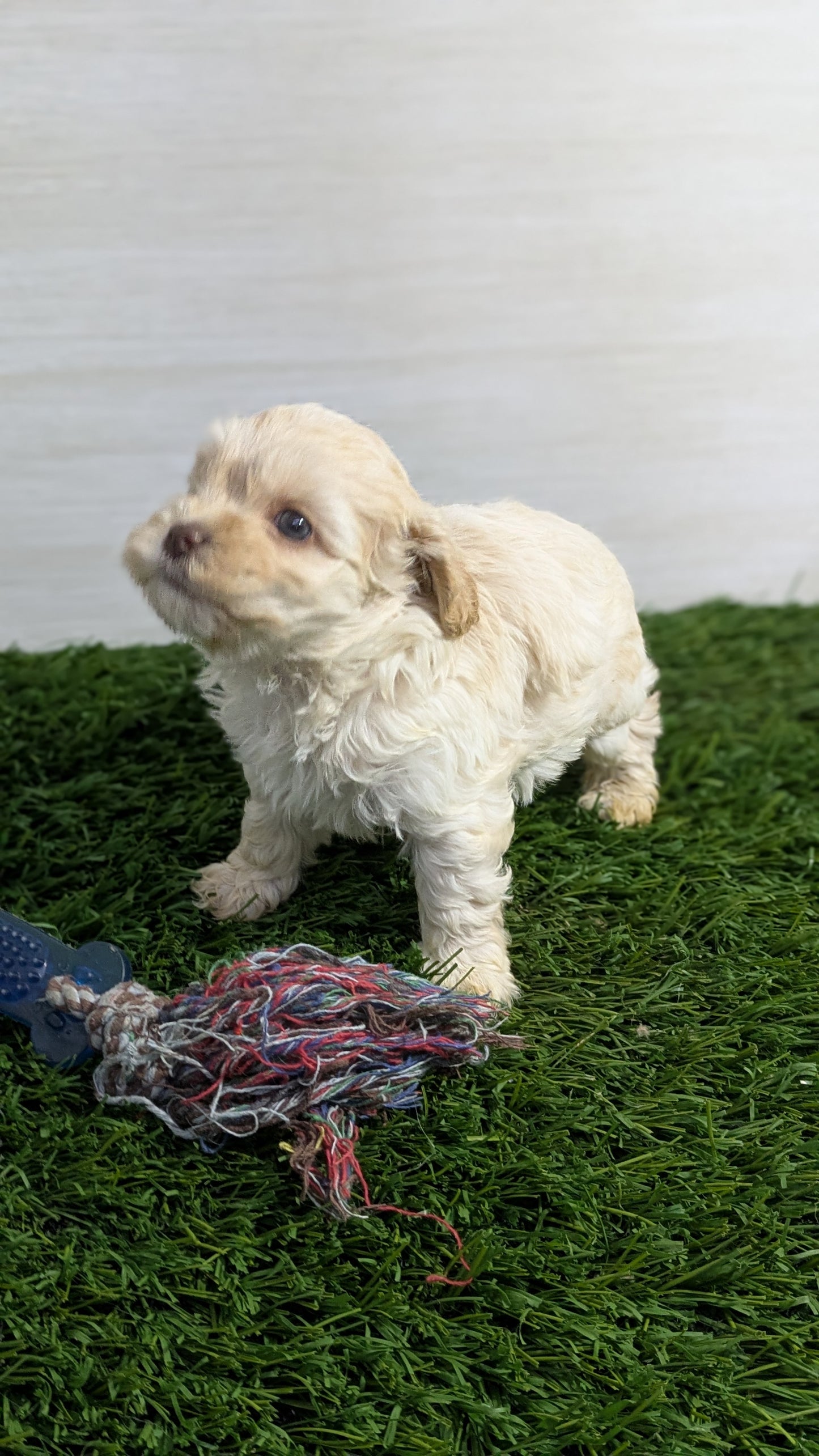 COCKAPOO (01/01) MALE