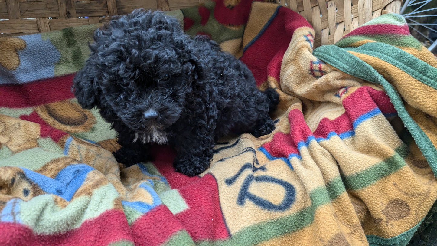 TOY POODLE (09/07) MALE