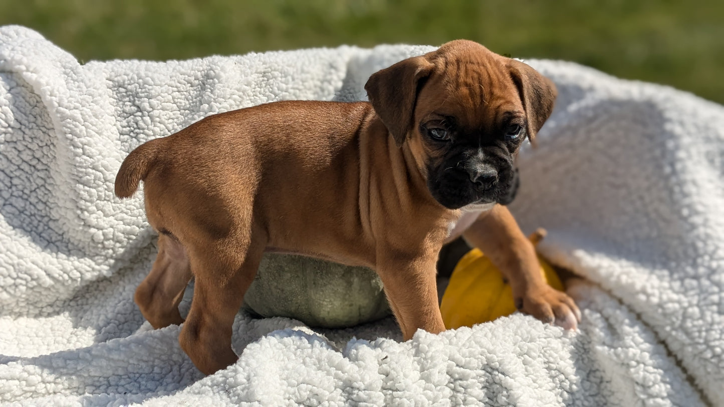 BOXER (08/27) FEMALE