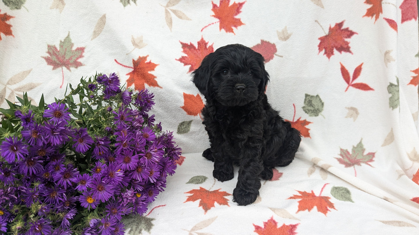 COCKAPOO (08/03) FEMALE