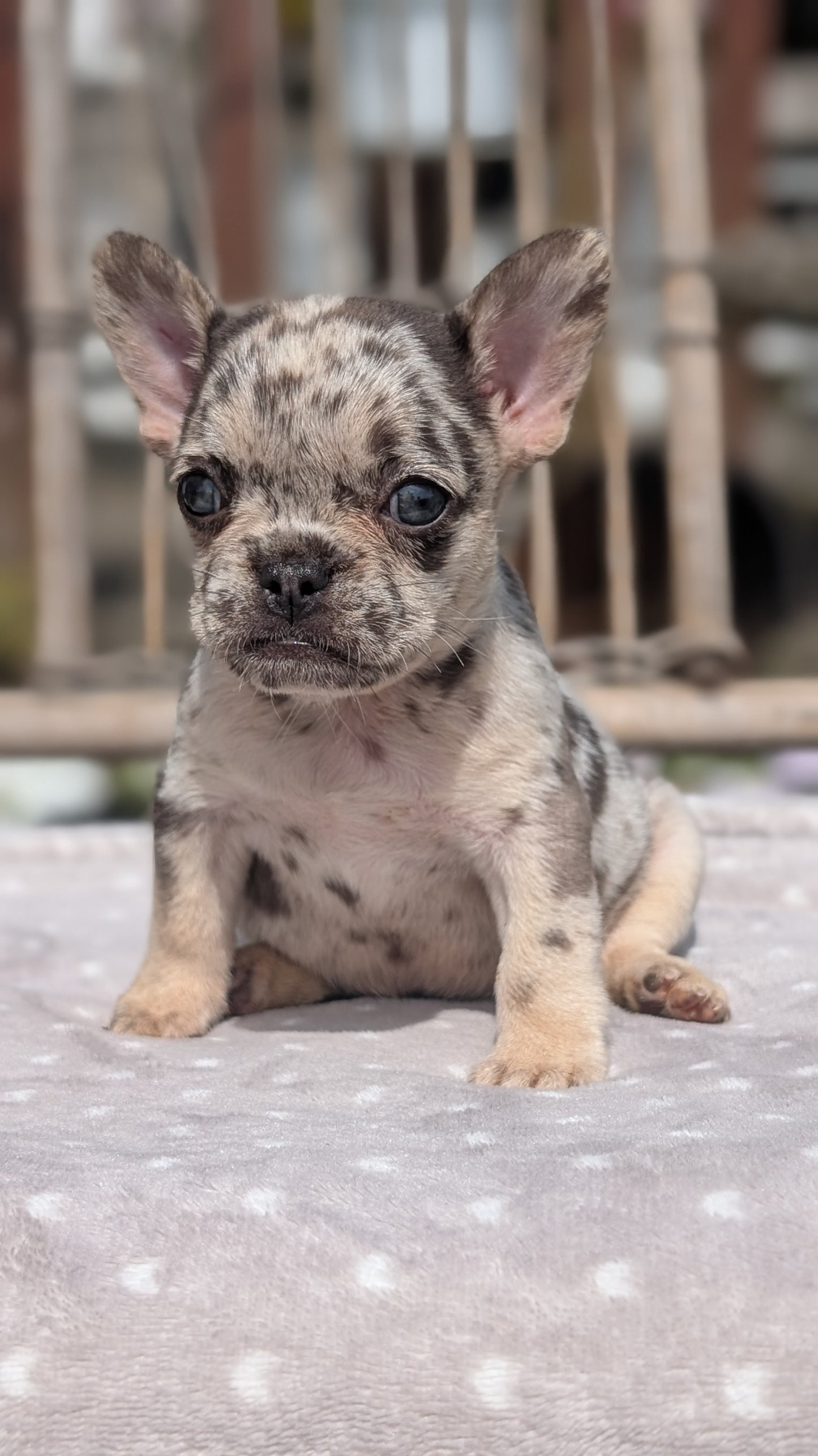 FRENCH BULLDOG (07/11) FEMALE