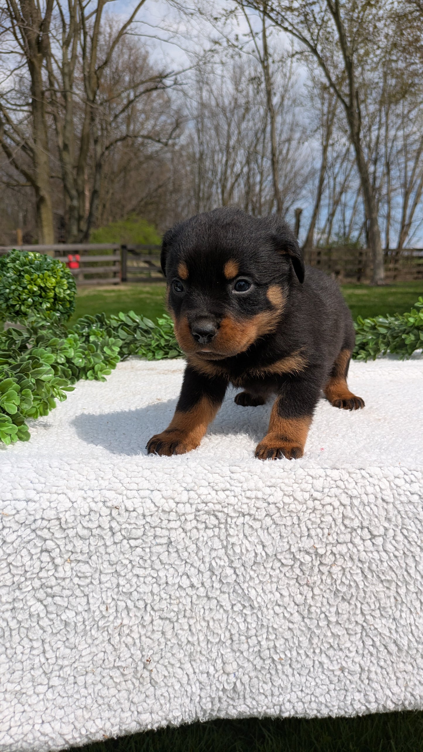 ROTTWEILER (03/18) MALE