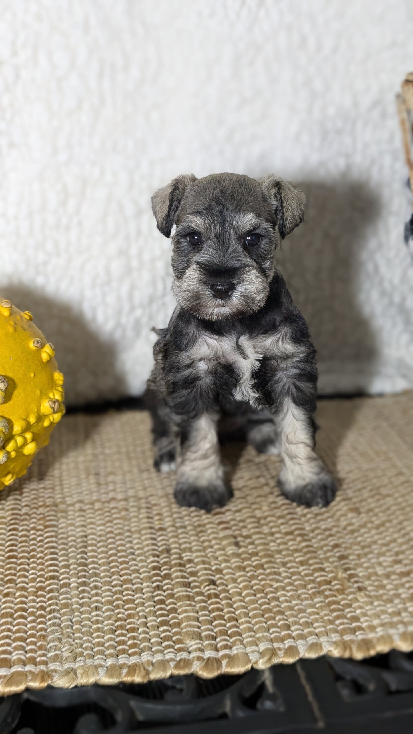MINI SCHNAUZER (09/22) FEMALE