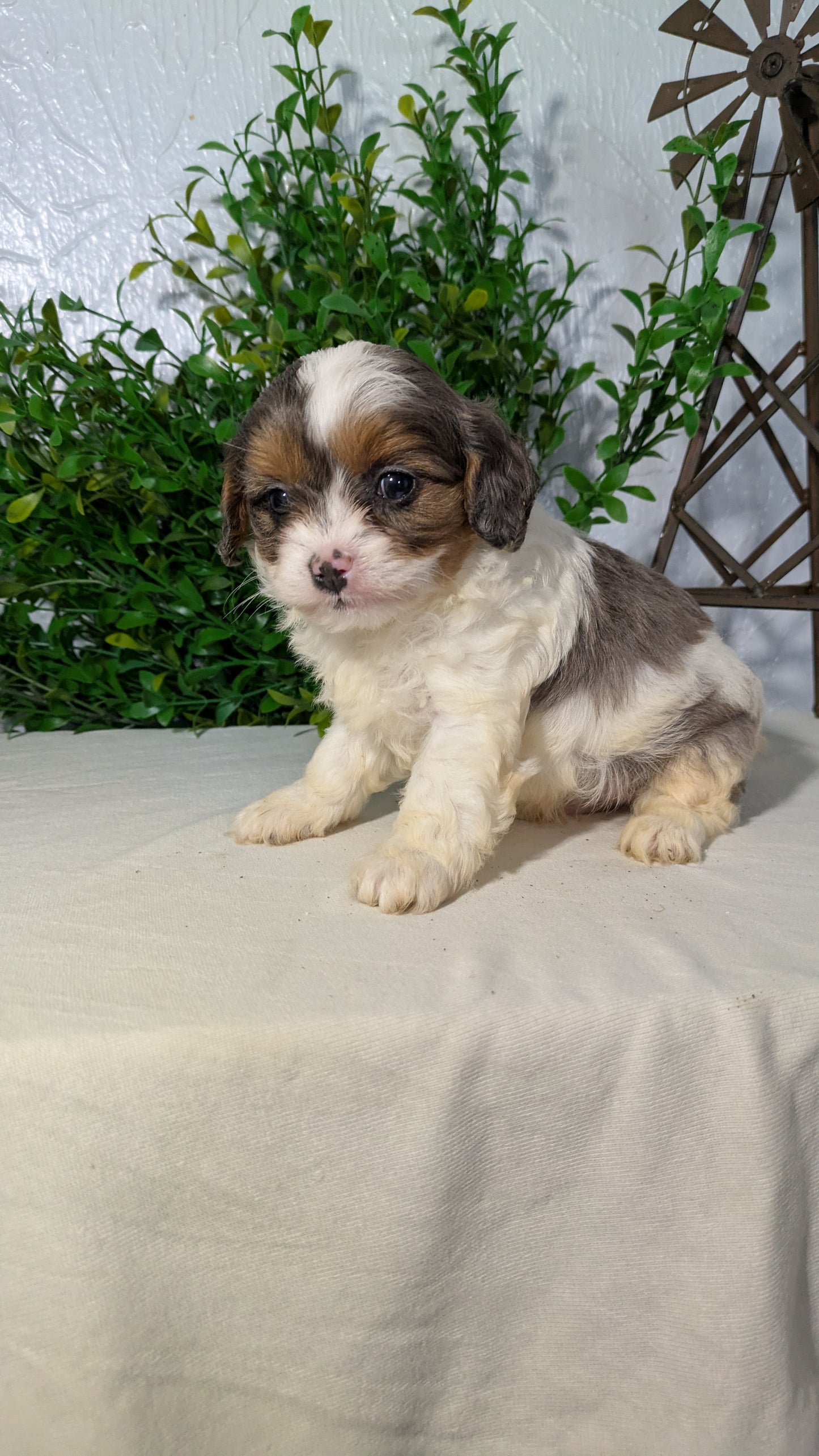 CAVAPOO (02/17) MALE