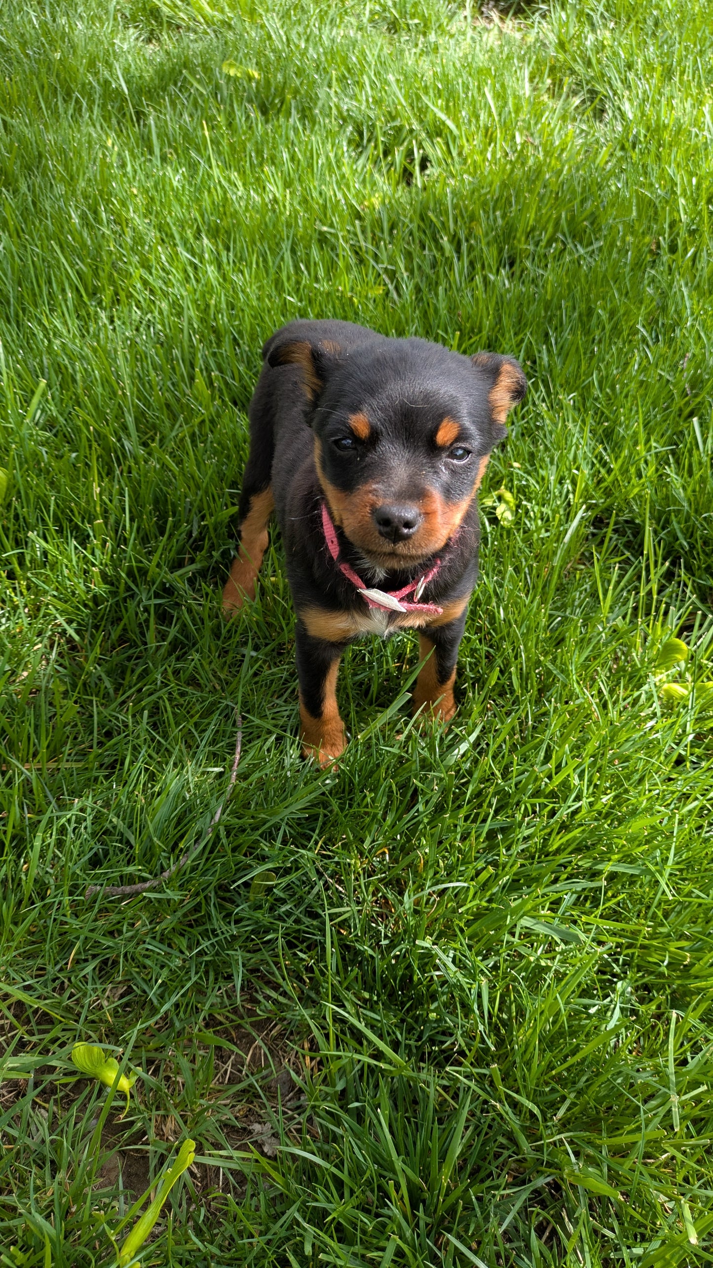 MINI PINSCHER (02/13) FEMALE