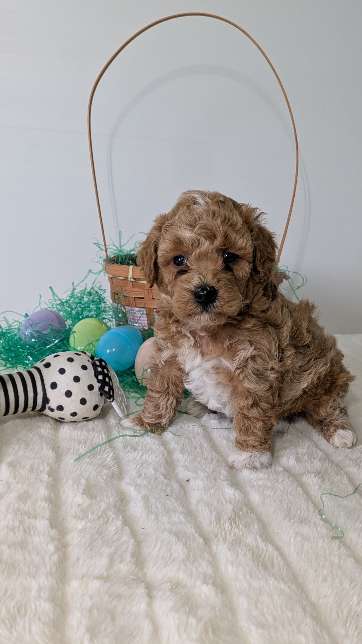 MINI POODLE (03/13) FEMALE