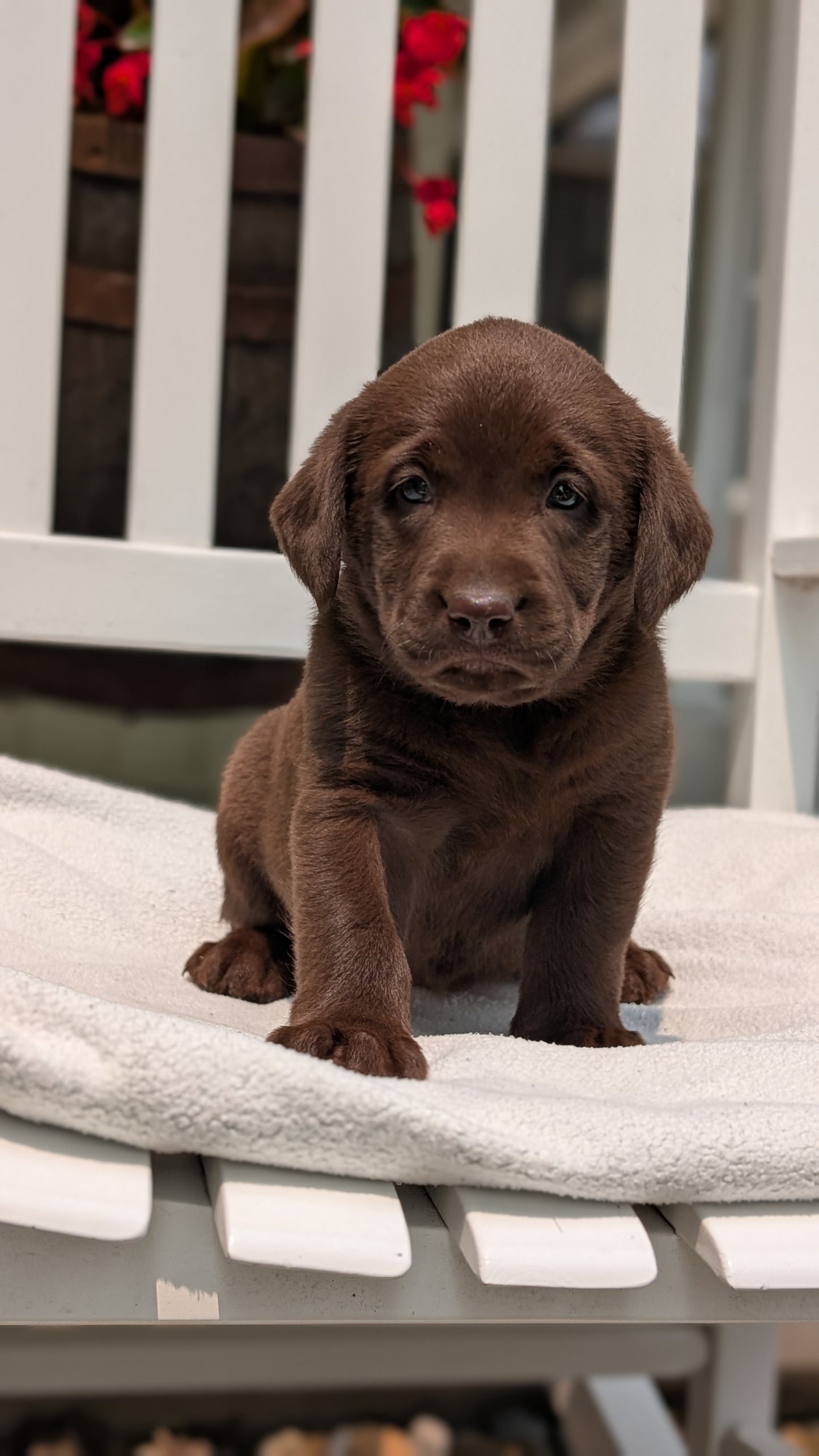 LABRADOR RETRIEVER (05/03) FEMALE