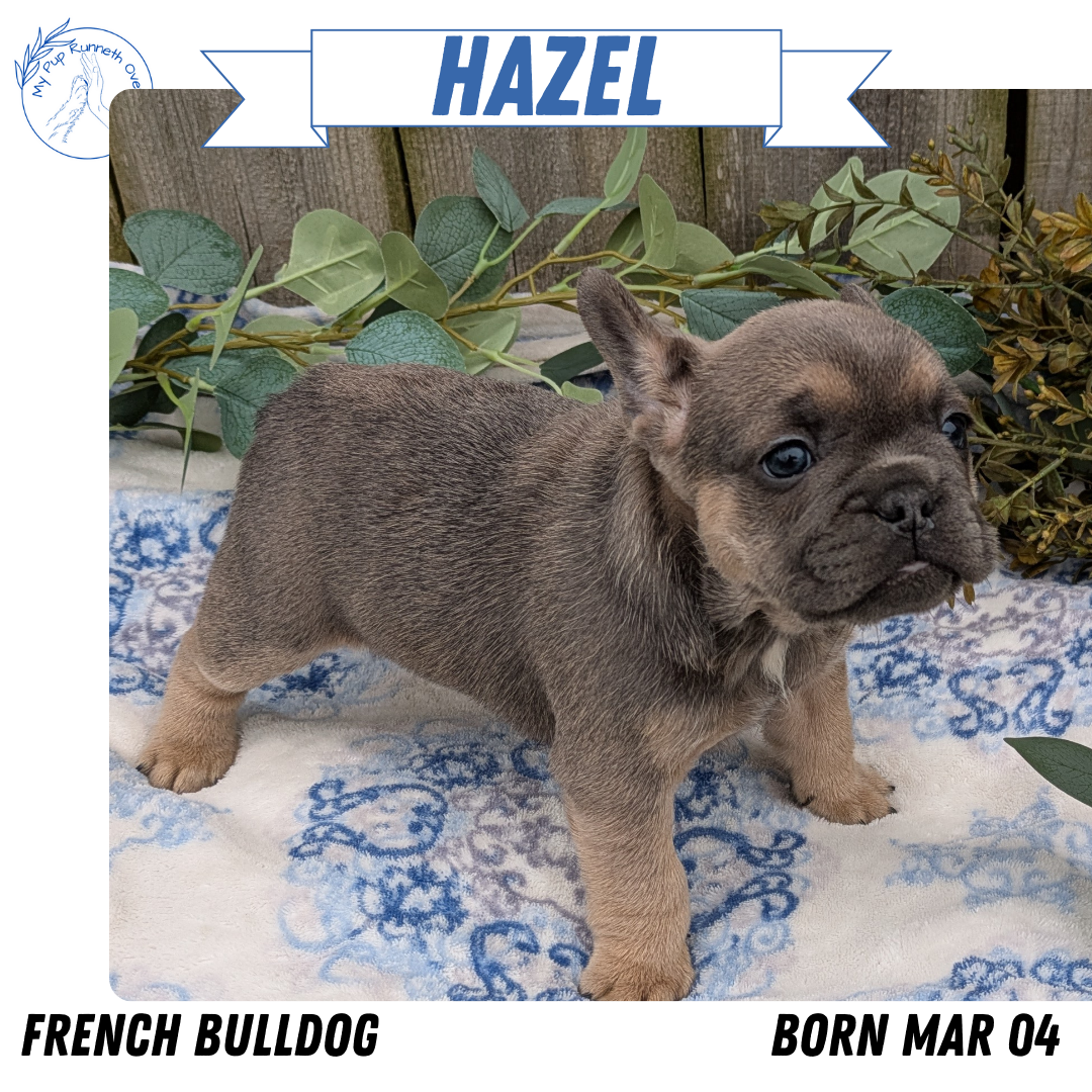 FRENCH BULLDOG (03/04) FEMALE