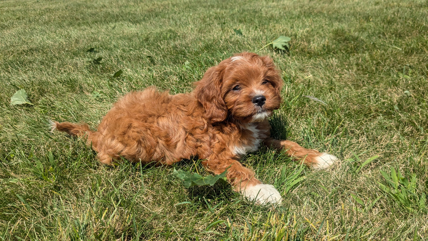 CAVAPOO (06/05) MALE