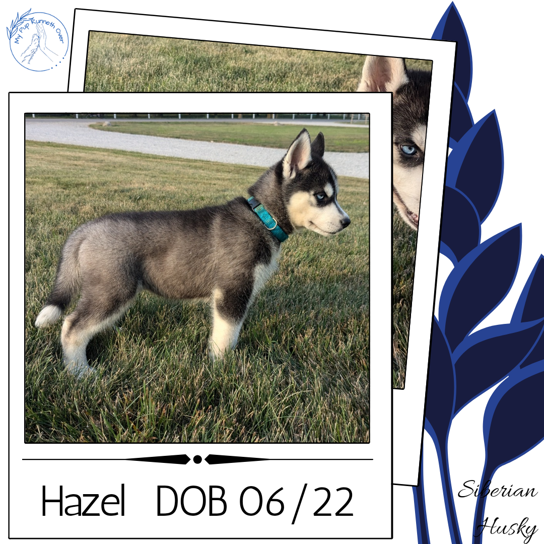 Girl Small Siberian Husky Alaskan Husky Girl Husky Puppy Siberian