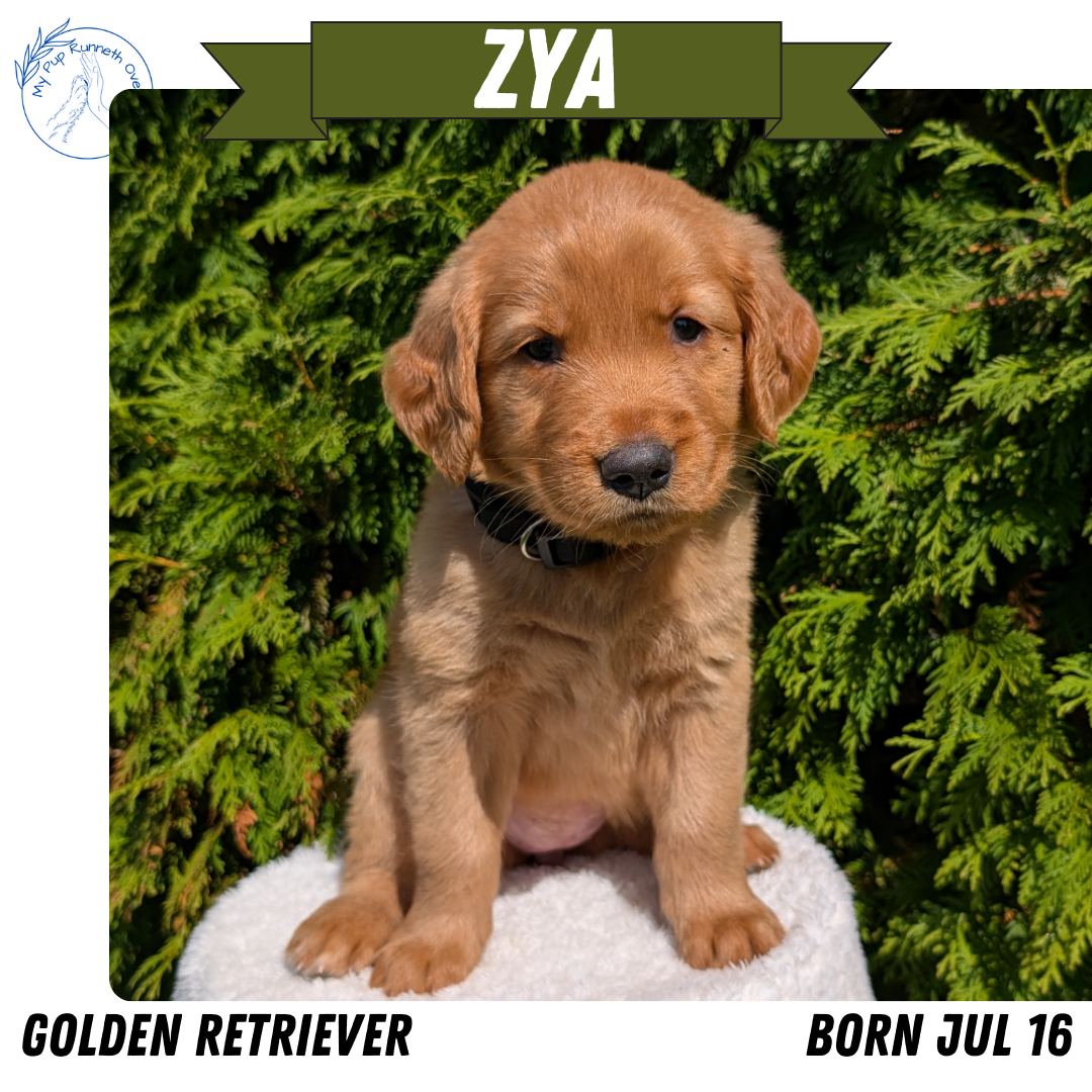 GOLDEN RETRIEVER (07/16) FEMALE
