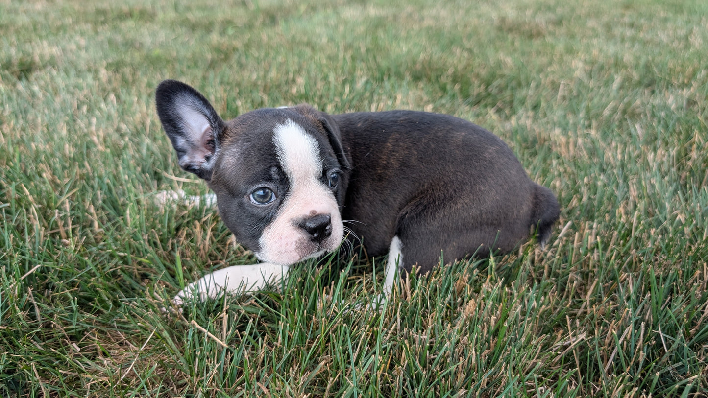 BOSTON TERRIER (06/29) MALE