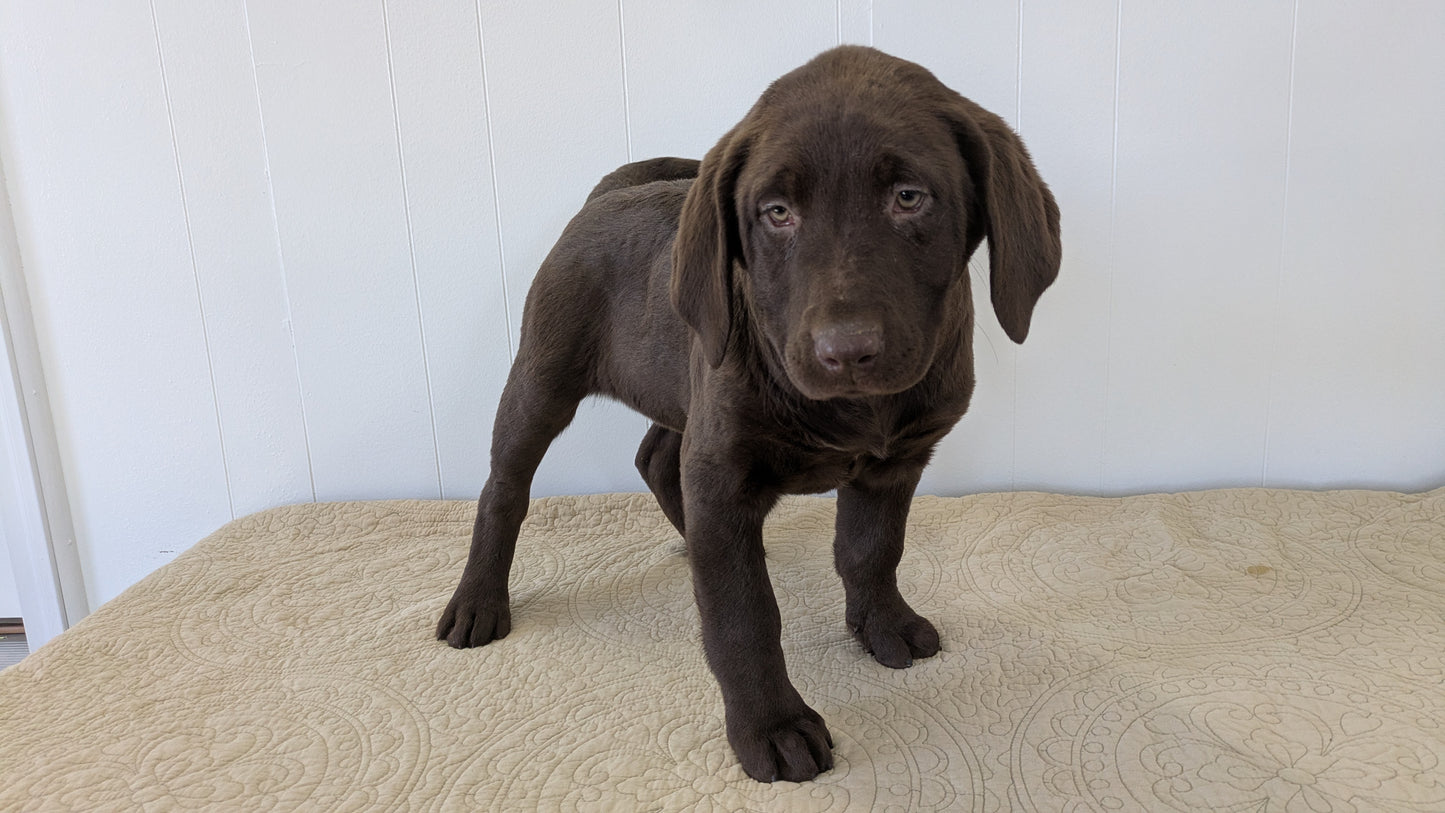 LABRADOR RETRIEVER (11/03) FEMALE