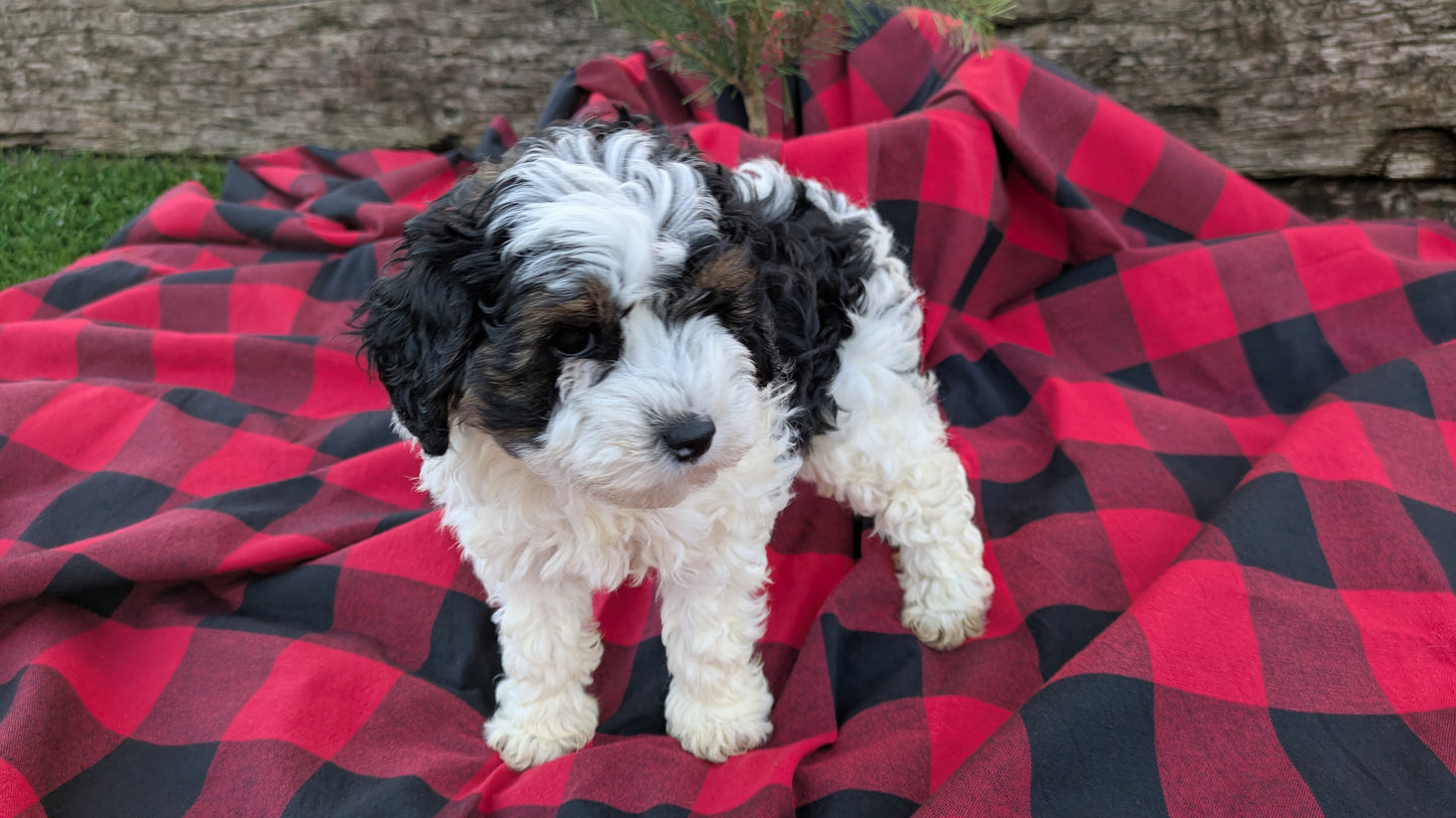 COCKAPOO (09/28) FEMALE