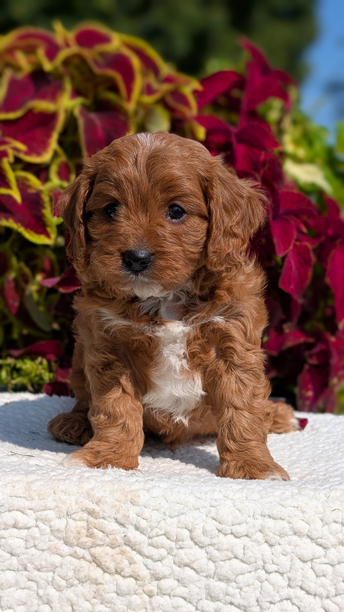 CAVAPOO (07/06) MALE