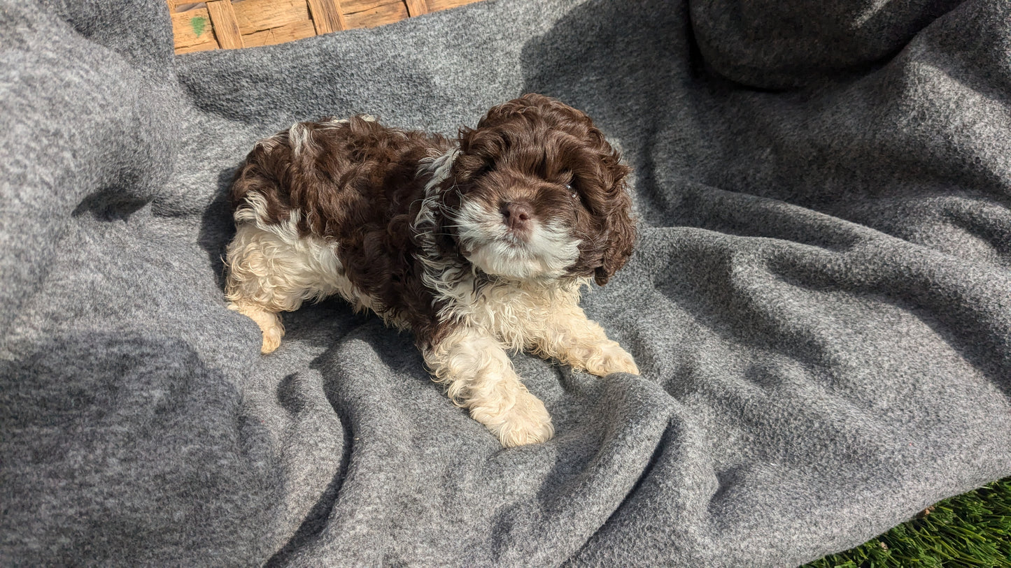 COCKAPOO (09/13) FEMALE