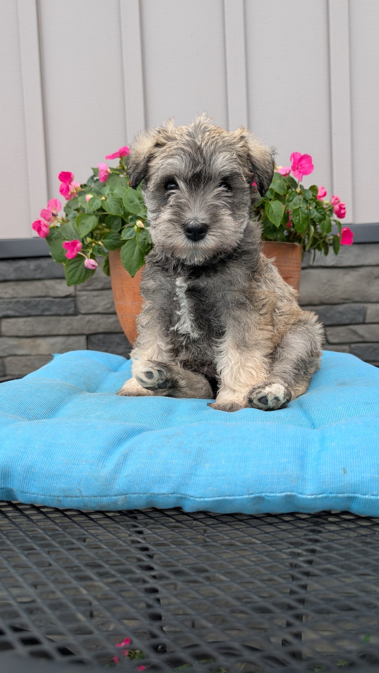 MINI SCHNAUZER (07/10) FEMALE