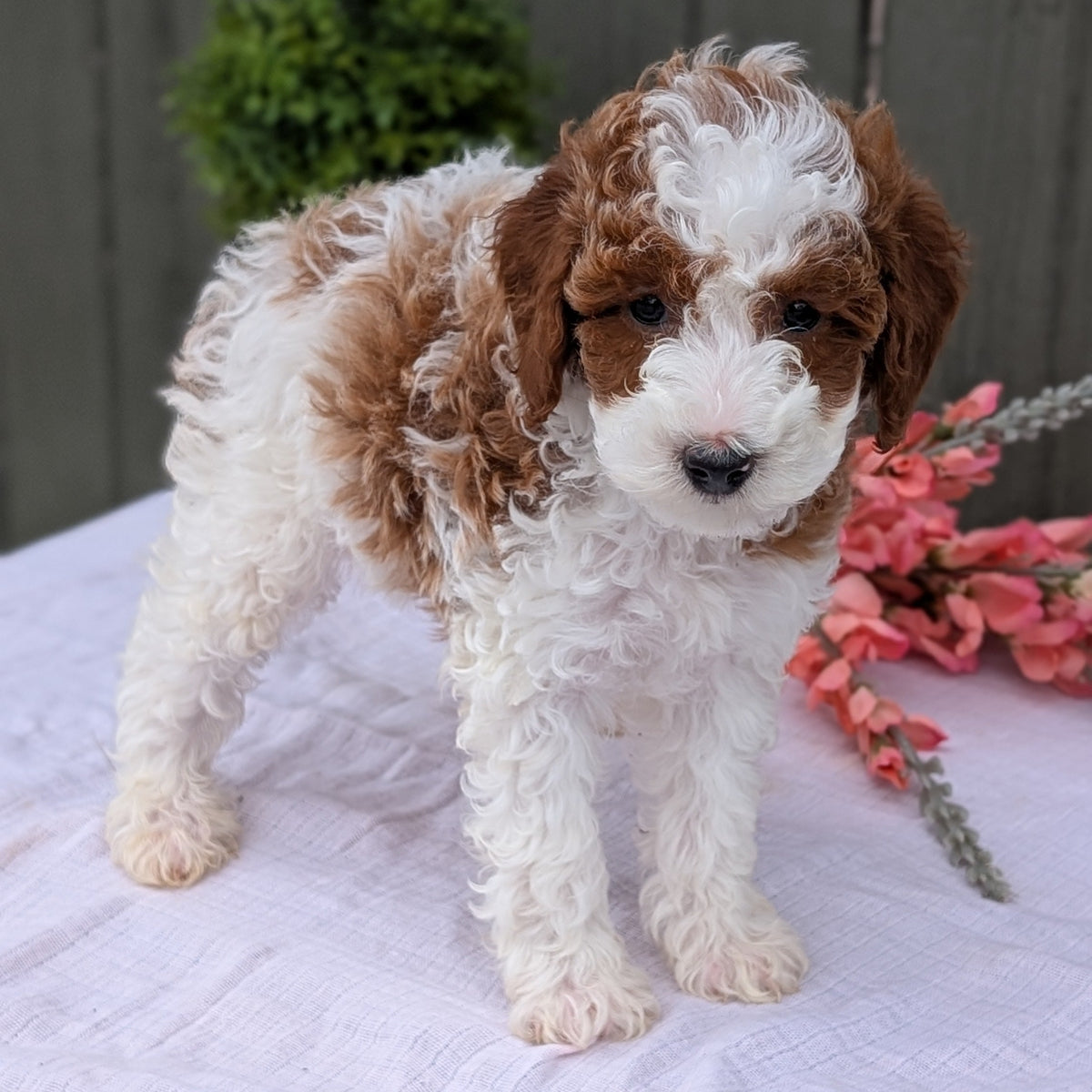 MINI POODLE (MAY 08) MALES