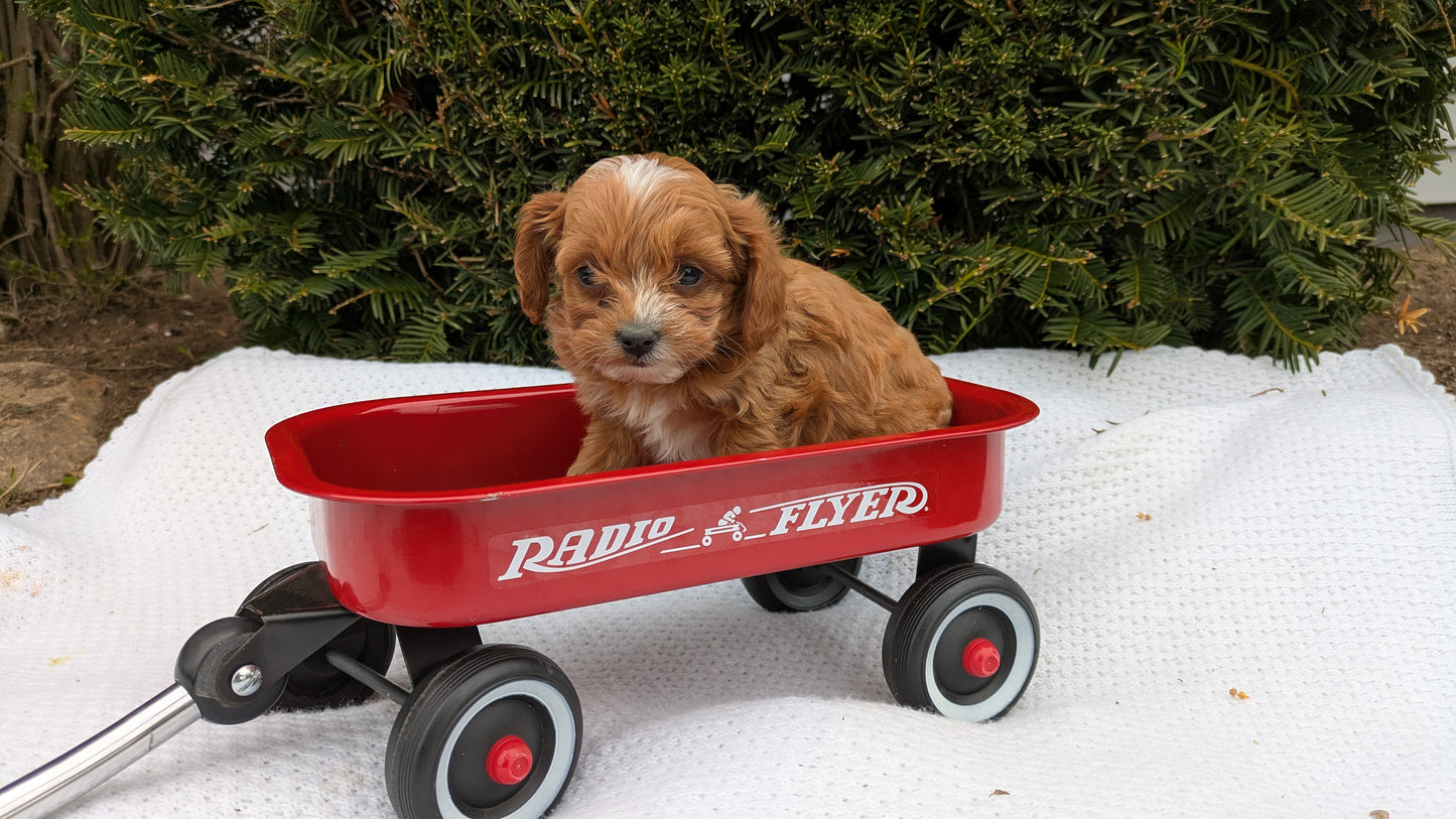 TOY CAVAPOO (02/26) FEMALE