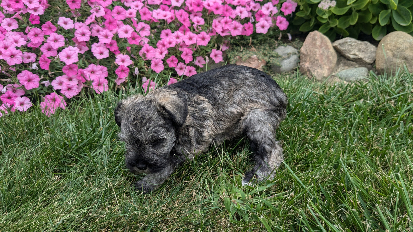 MINI SCHNAUZER (07/26) FEMALE