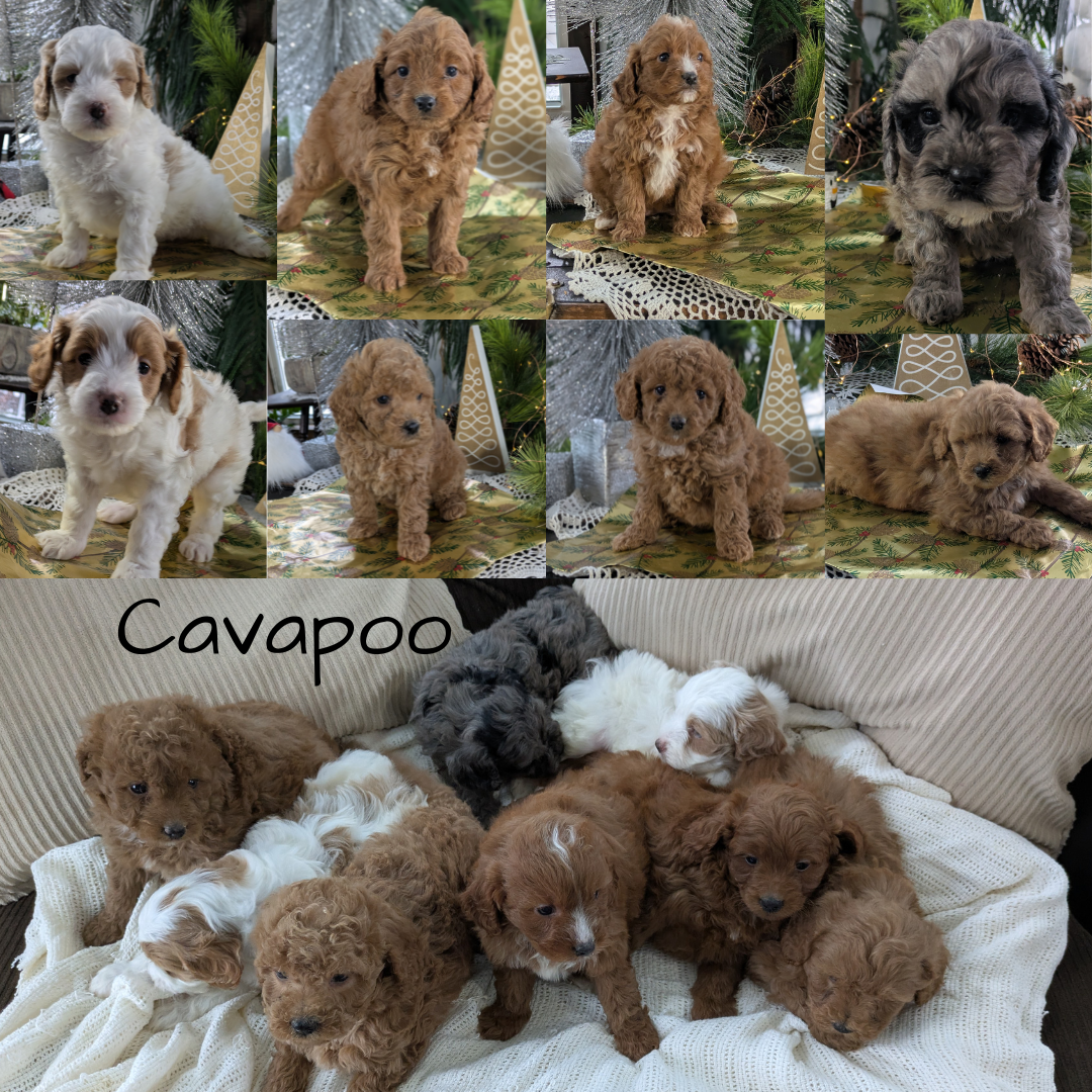 CAVAPOO (10/10) MALE