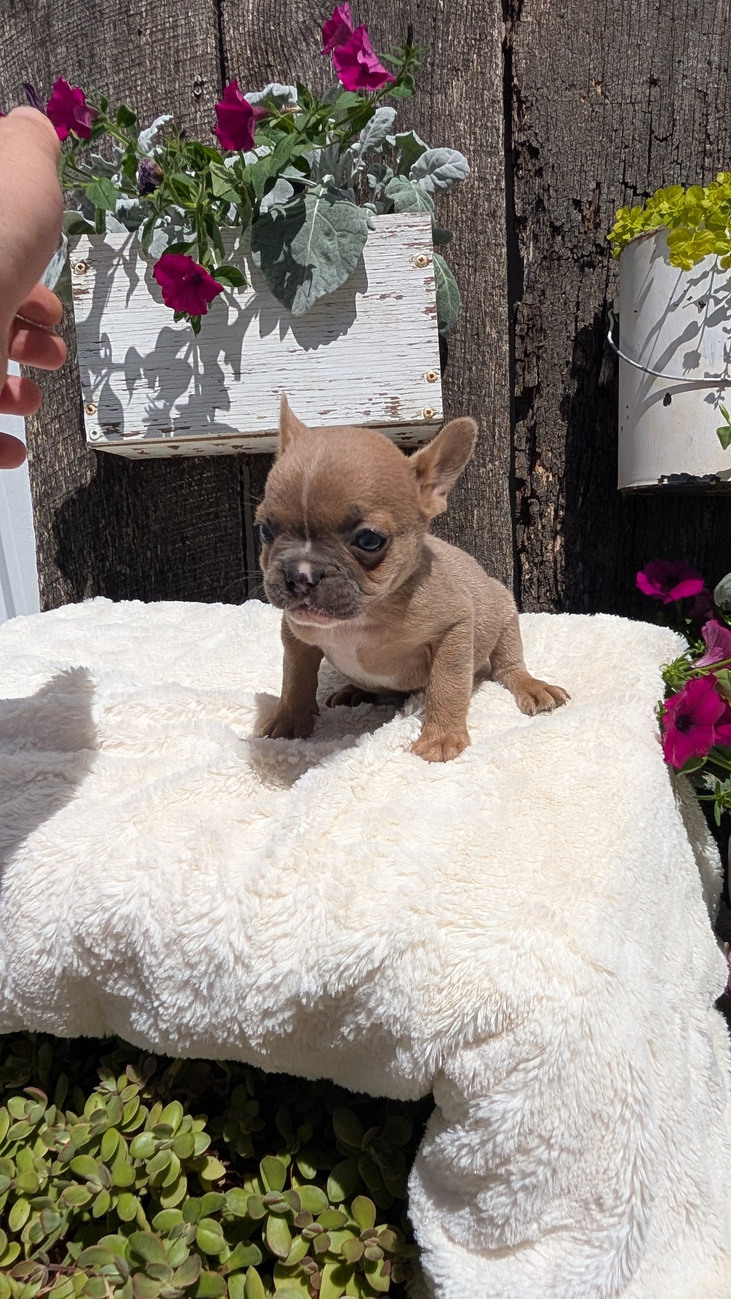 FRENCH BULLDOG (05/07) FEMALE