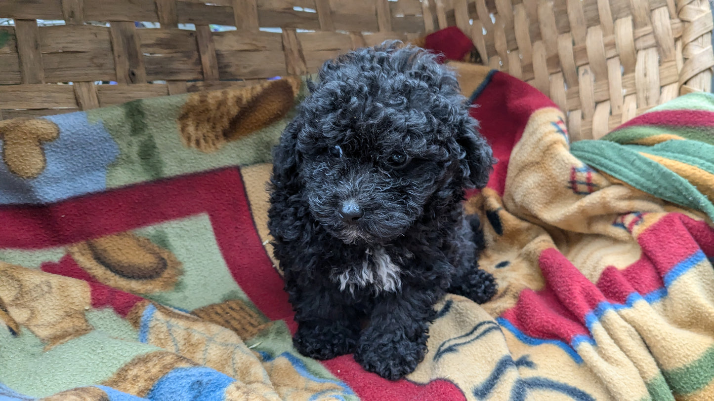 TOY POODLE (09/07) MALE