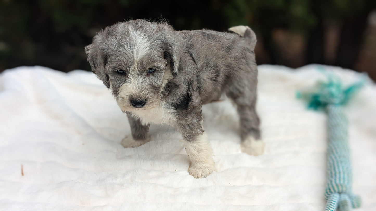 MINI BERNEDOODLE (09/24) FEMALE