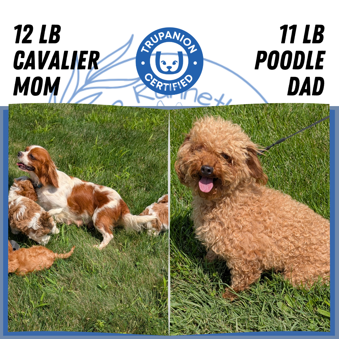 CAVAPOO (06/19) MALE
