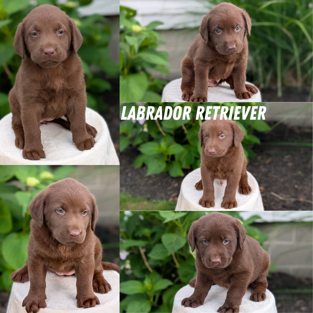 LABRADOR RETRIEVER (05/21) MALE