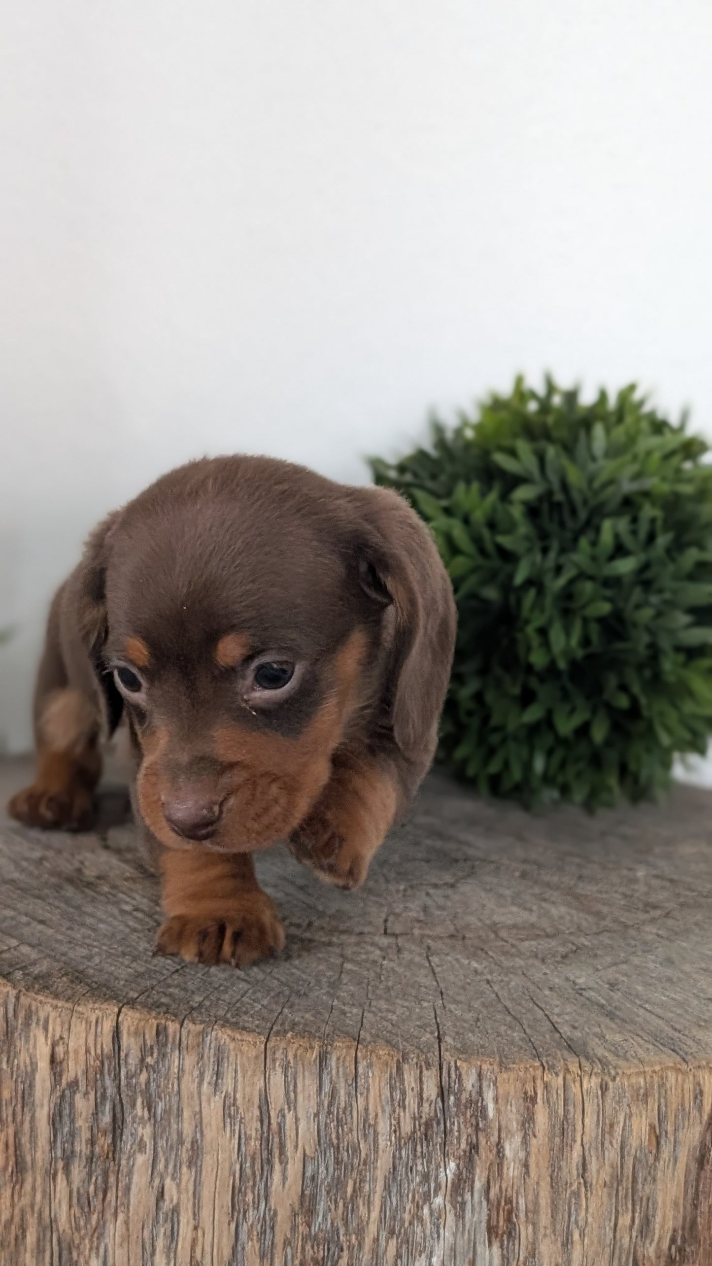 MINI DACHSHUND (09/22) MALE