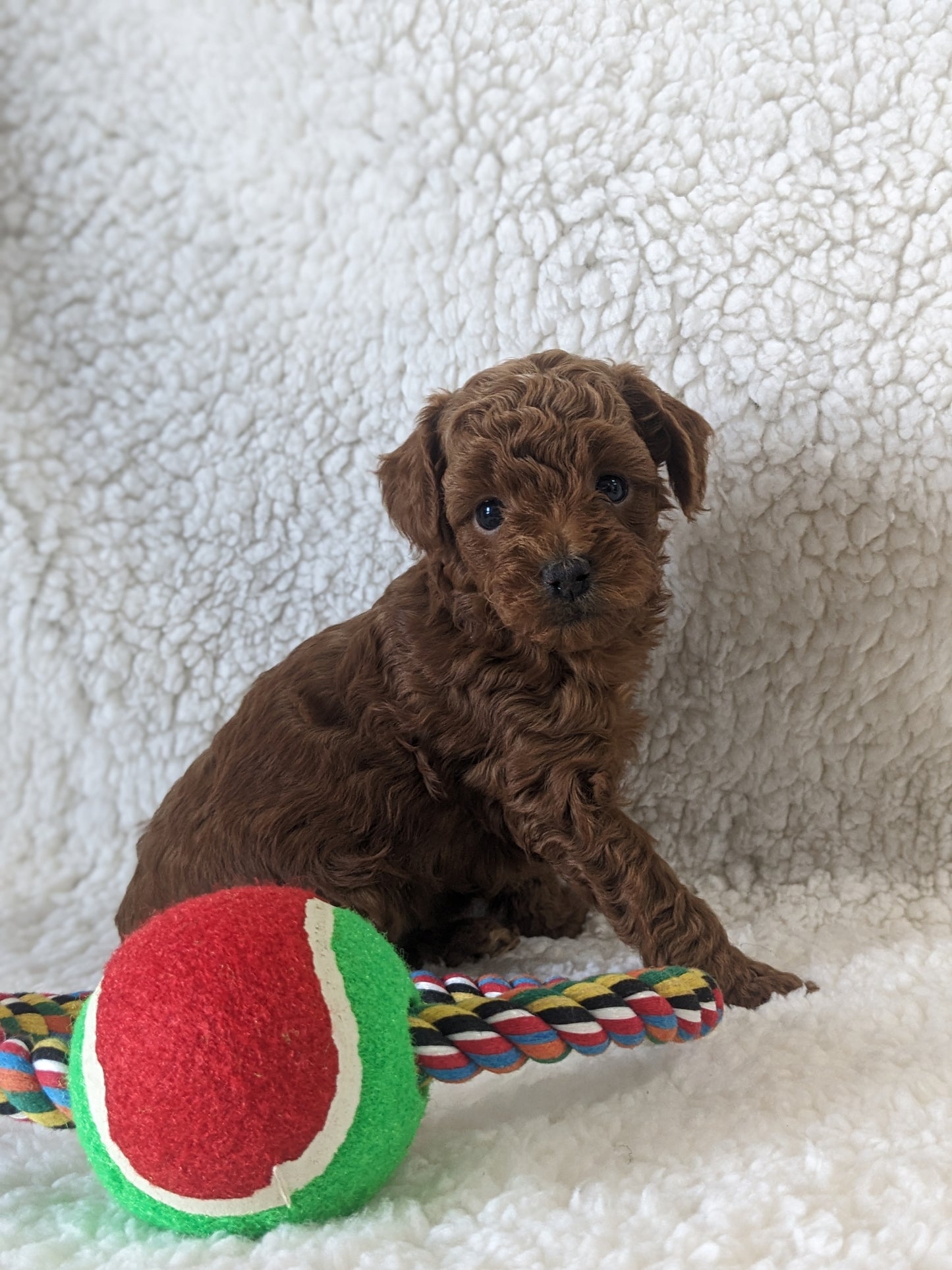 TOY POODLES (02/23/24) FEMALE