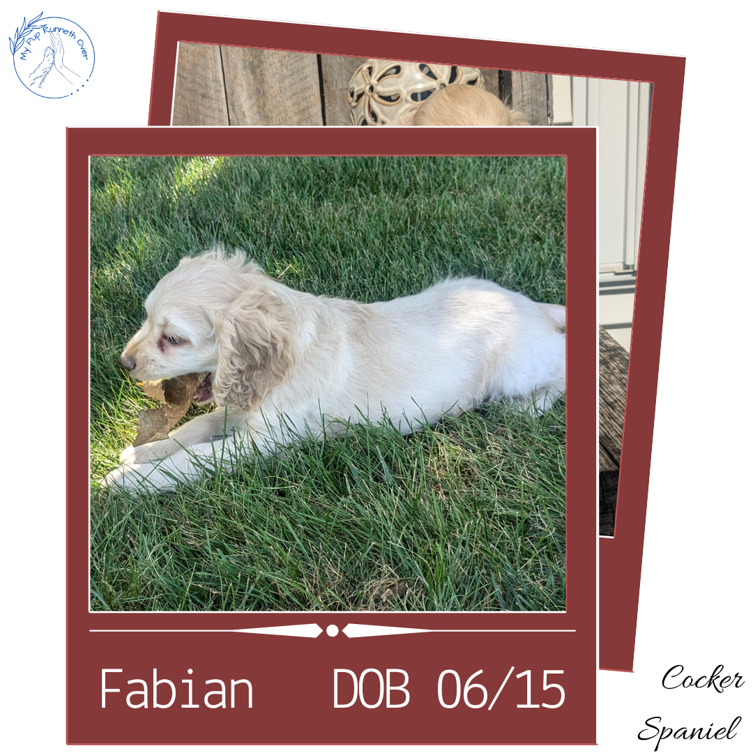 COCKER SPANIEL (06/15) MALE