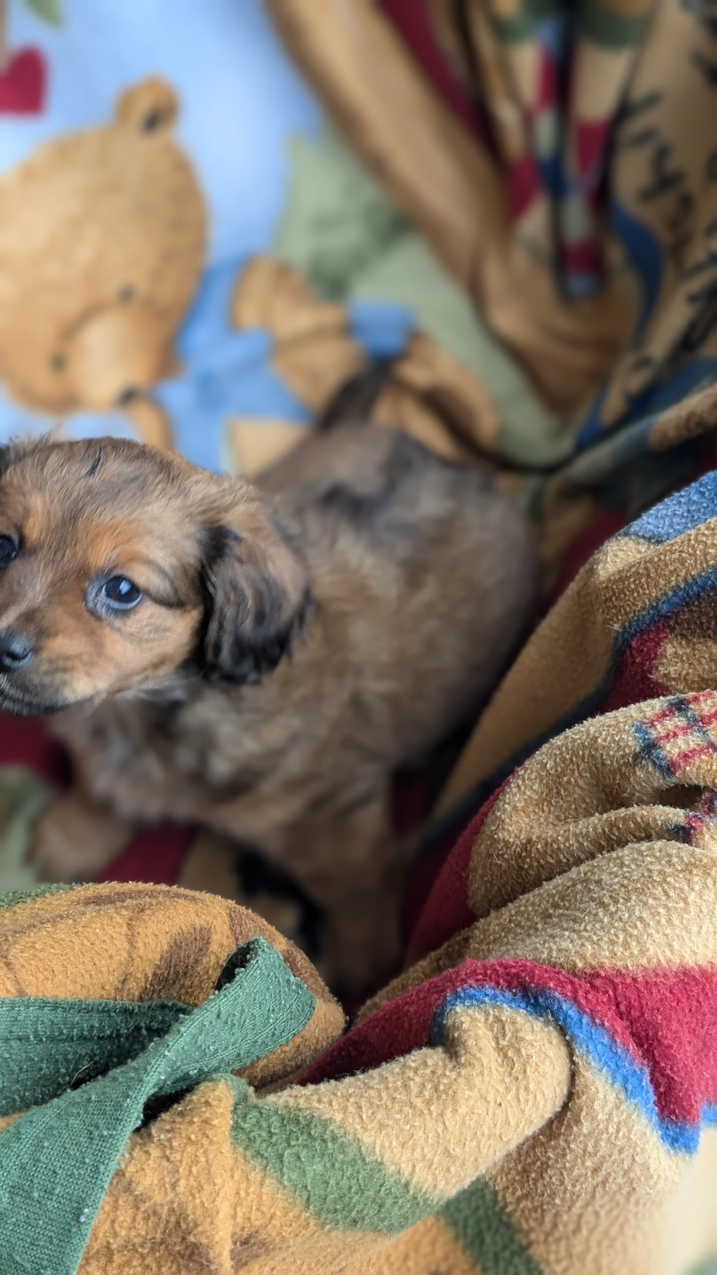 DACHSHUND (10/01) MALE