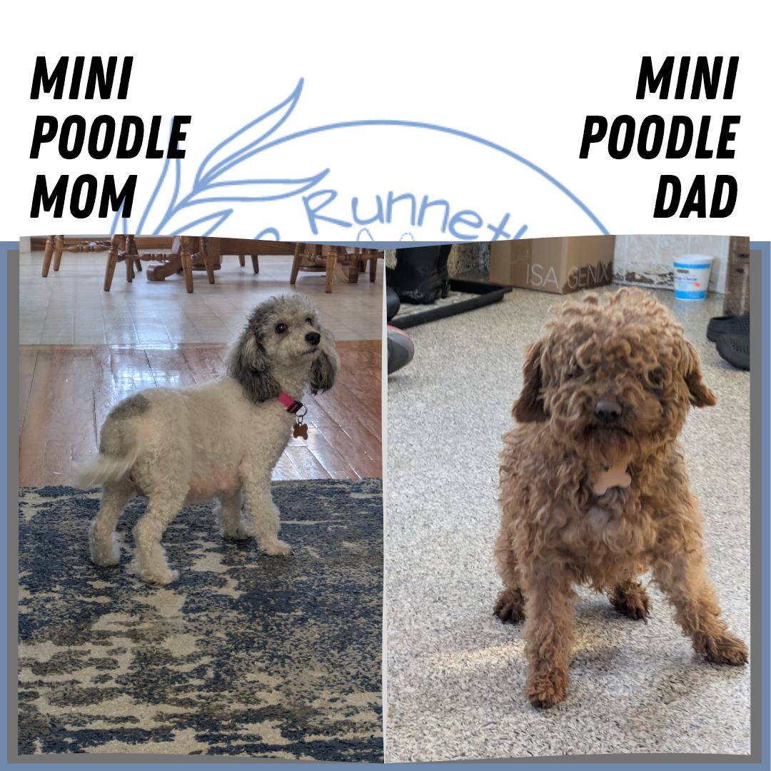 MINI POODLE (01/10) MALE