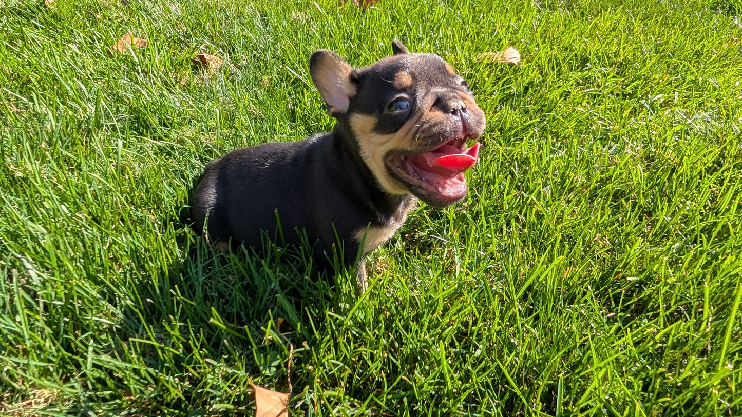 FRENCH BULLDOG (08/12) MALE