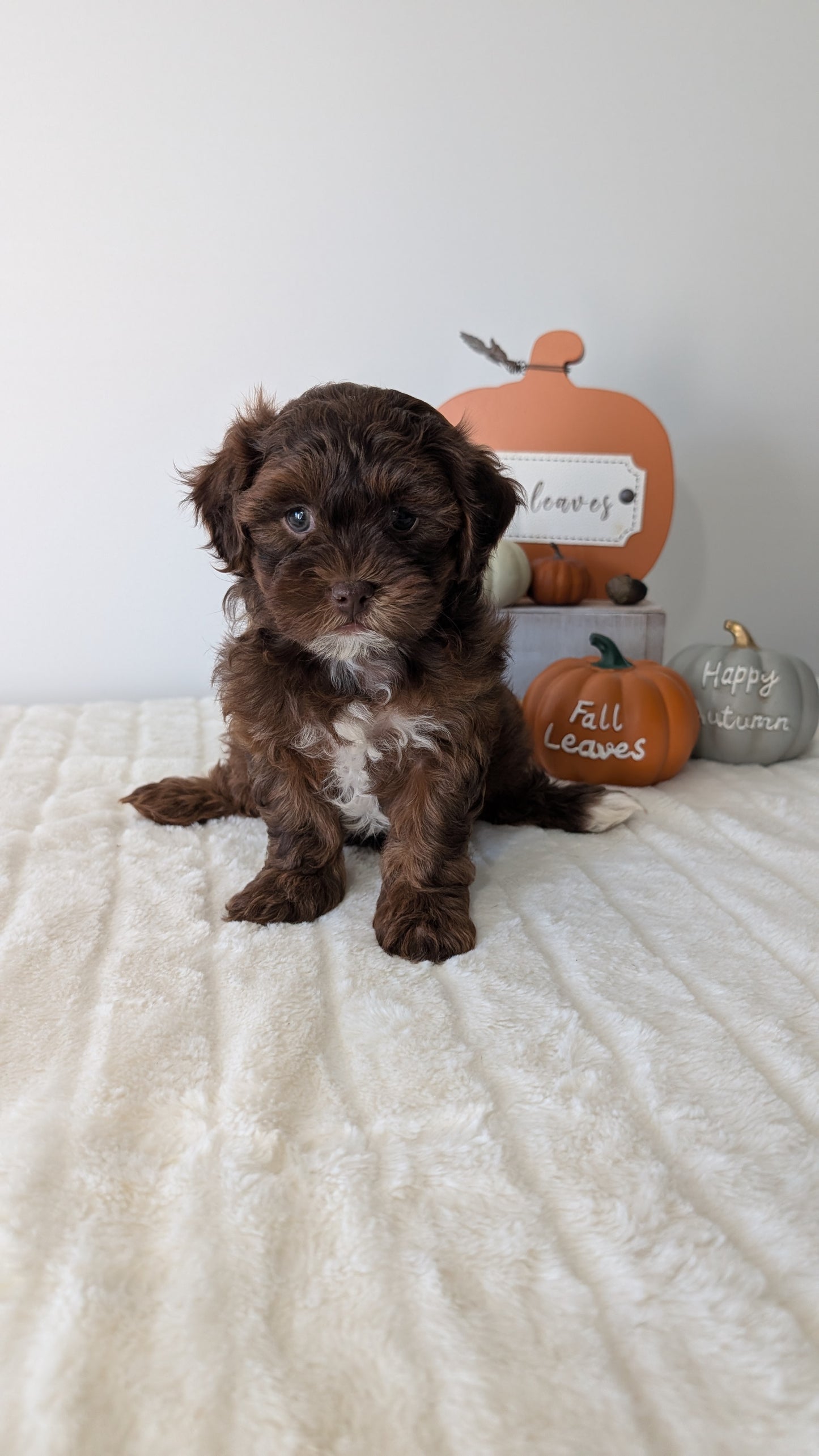 SHIHPOO (07/26) FEMALE