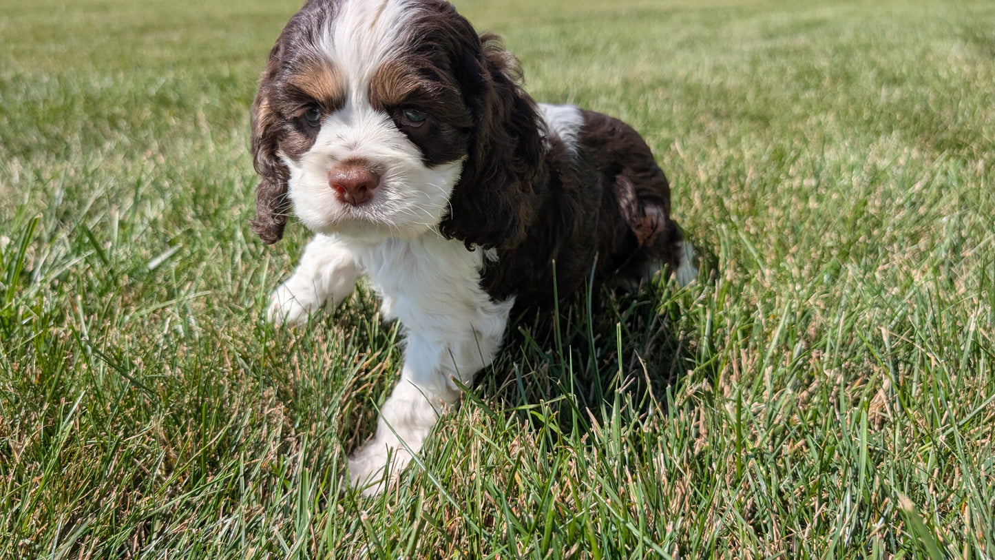 COCKER SPANIEL (07/17) MALE