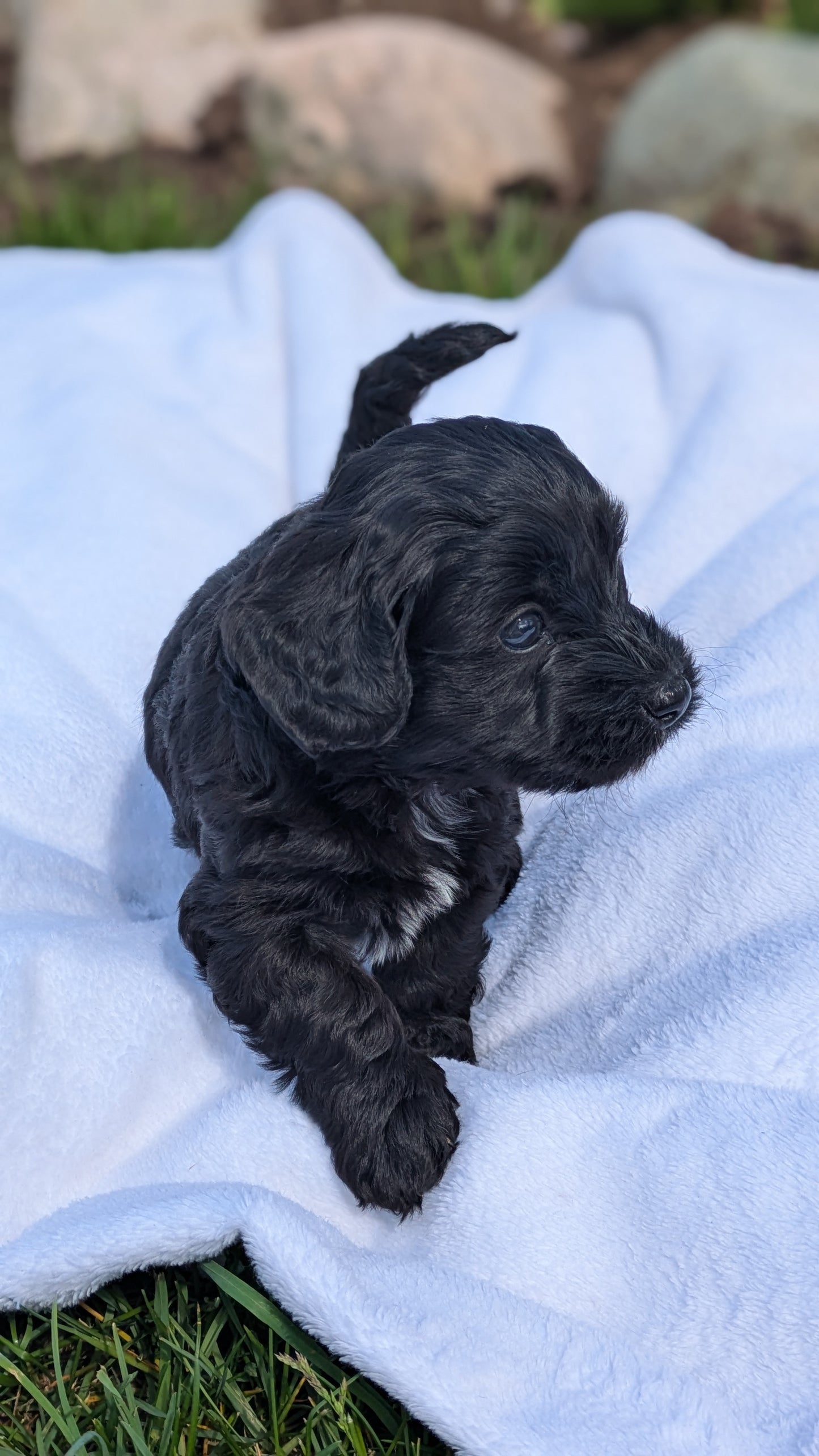 MINI BERNEDOODLE (03/30) FEMALE