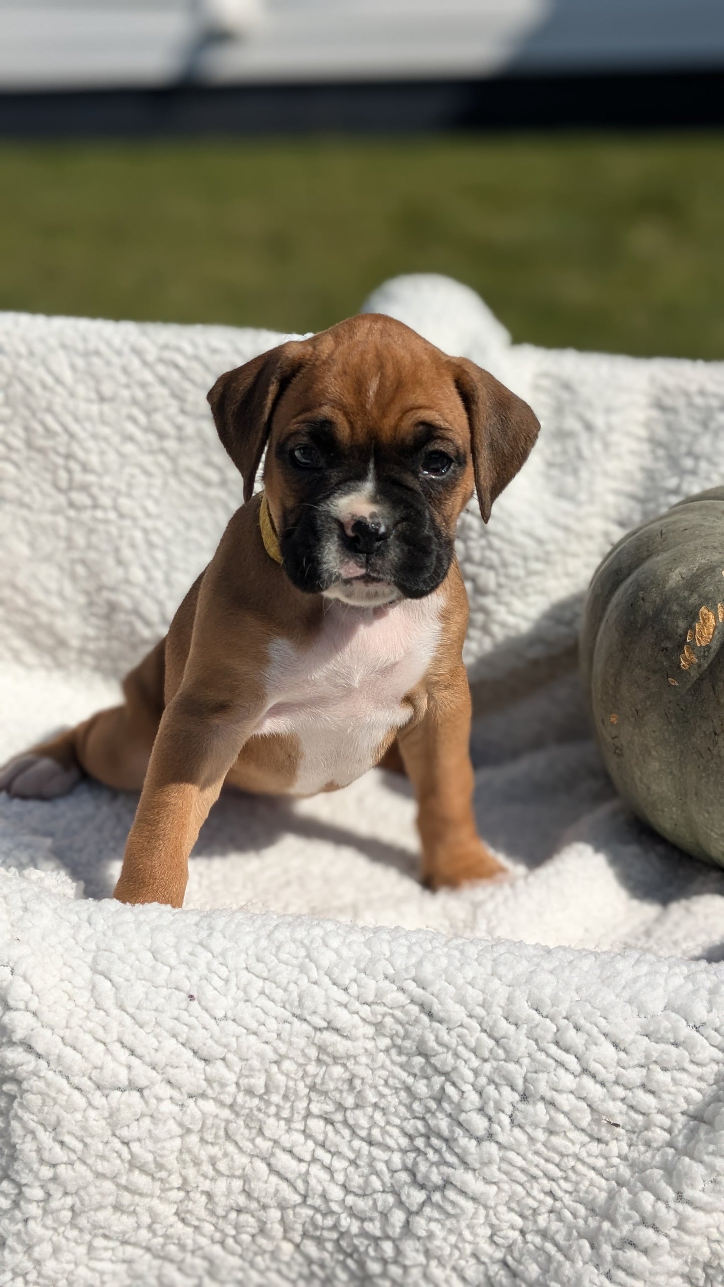BOXER (08/27) FEMALE