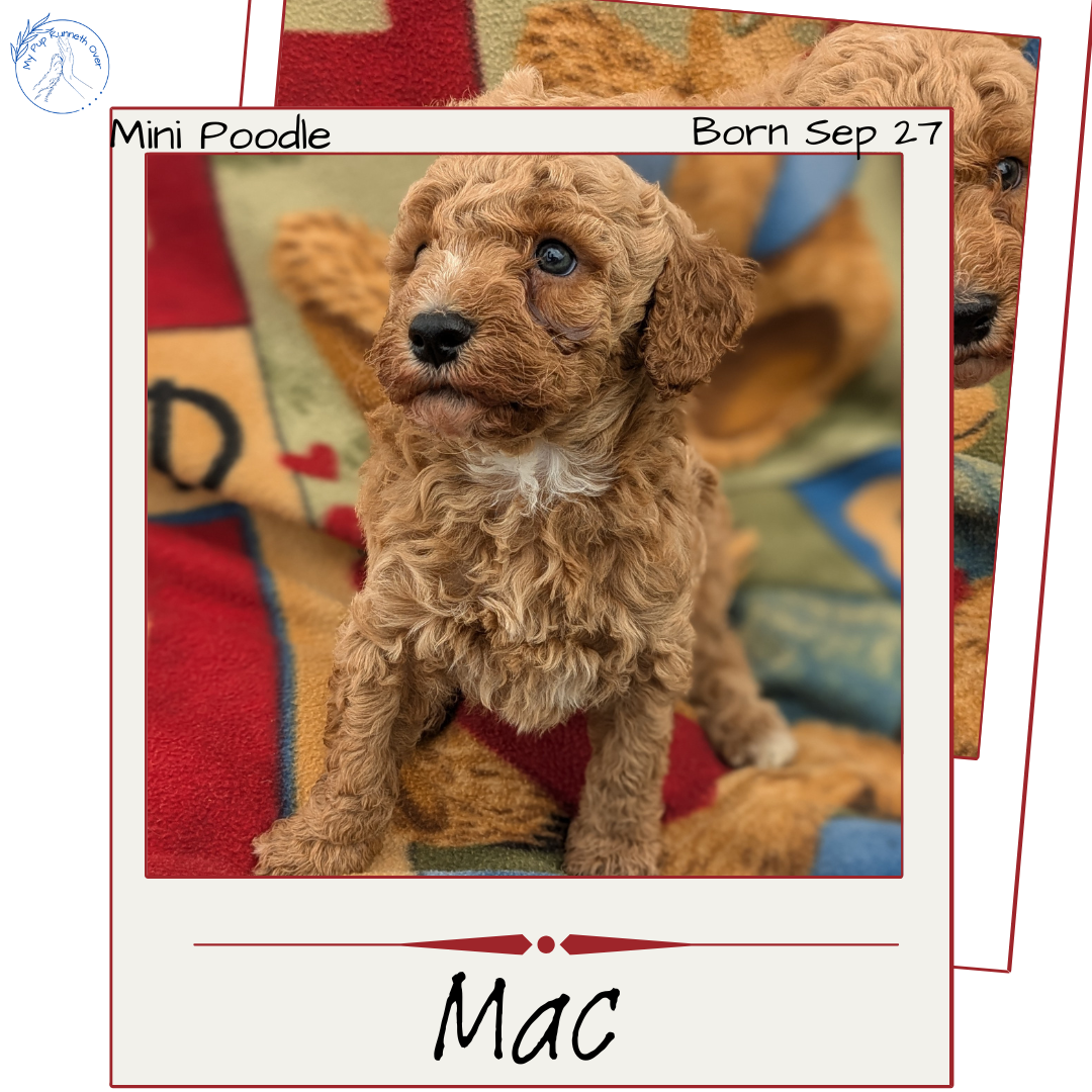 MINI POODLE (09/27) MALE