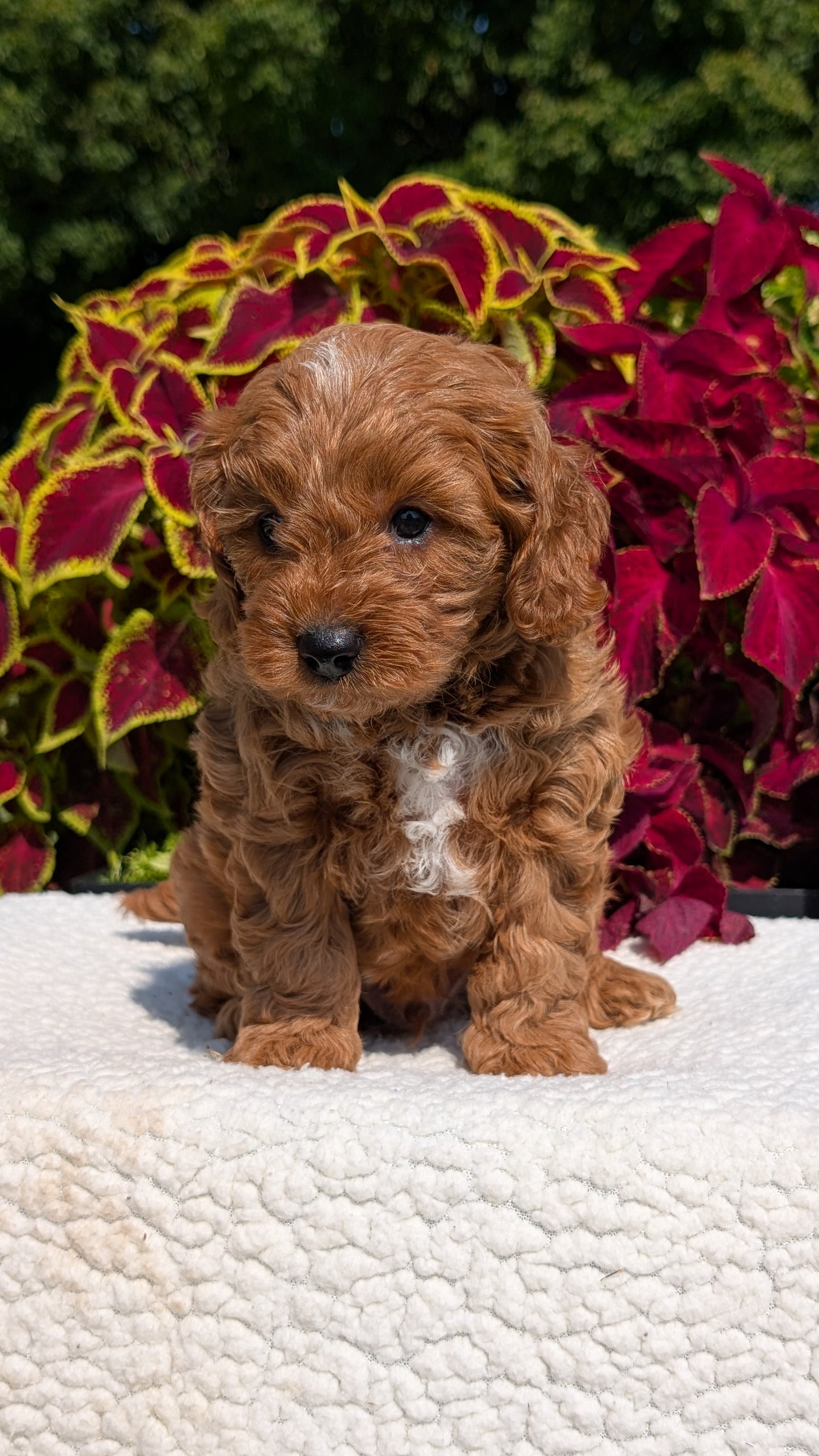 CAVAPOO (07/06) MALE