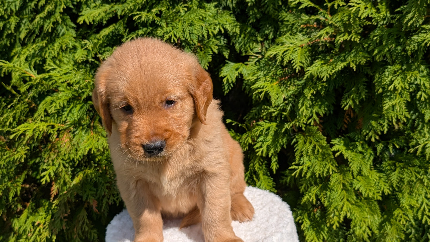 GOLDEN RETRIEVER (07/16) FEMALE
