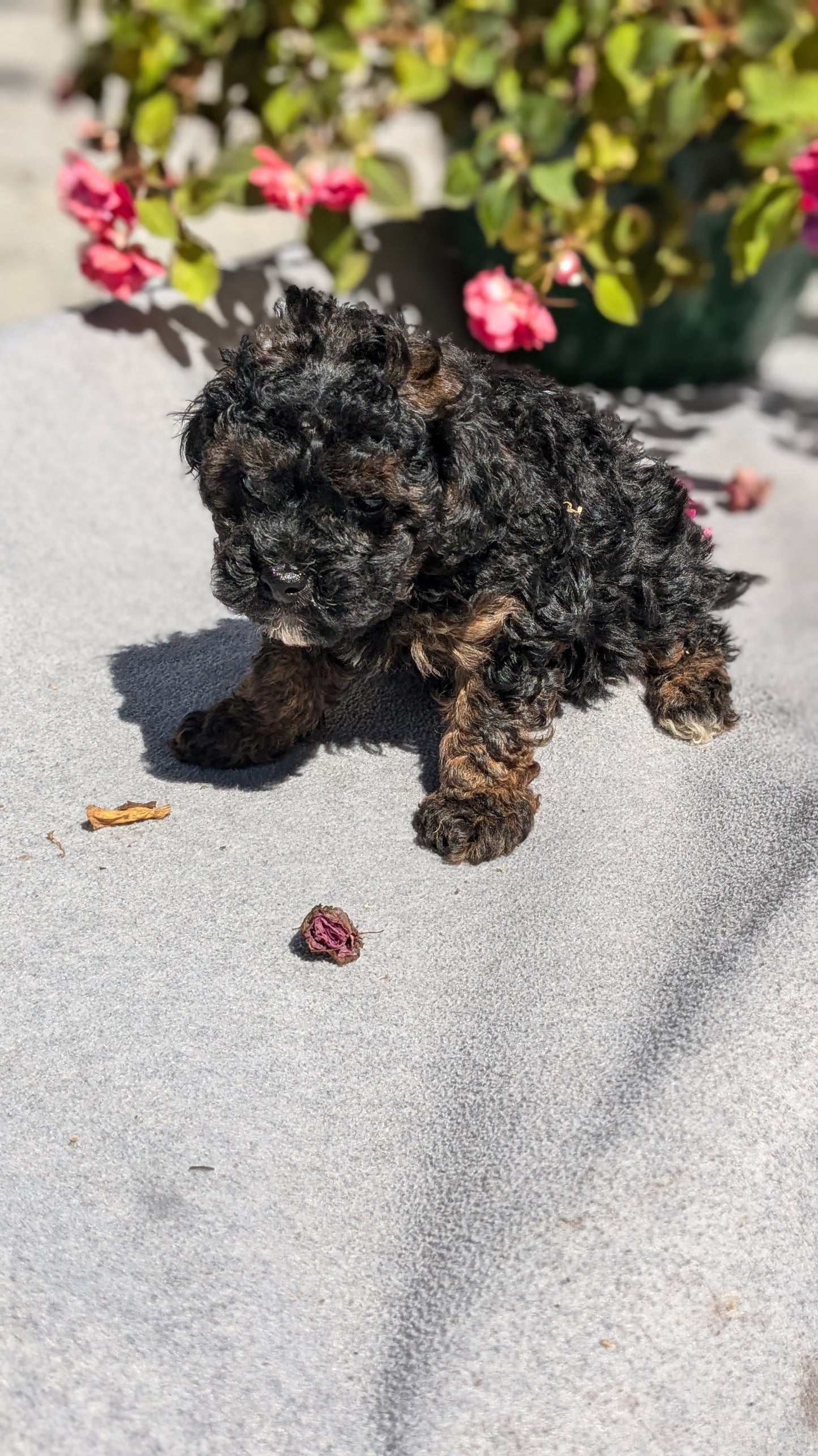 TOY POODLE (07/20) MALE